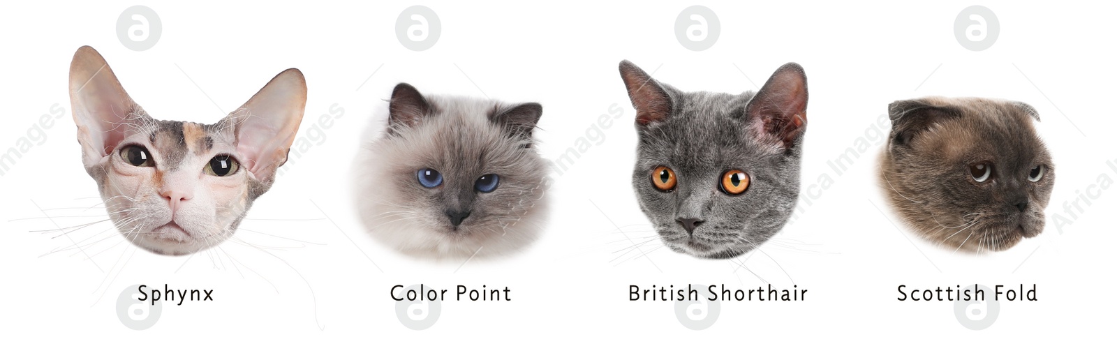 Image of Different cute cats on white background, collage. Banner design