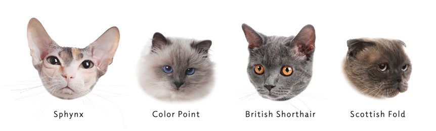 Image of Different cute cats on white background, collage. Banner design