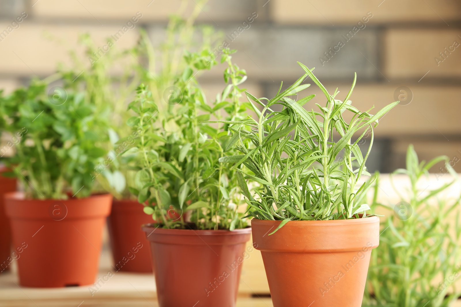 Photo of Pots with fresh rosemary on table against blurred background