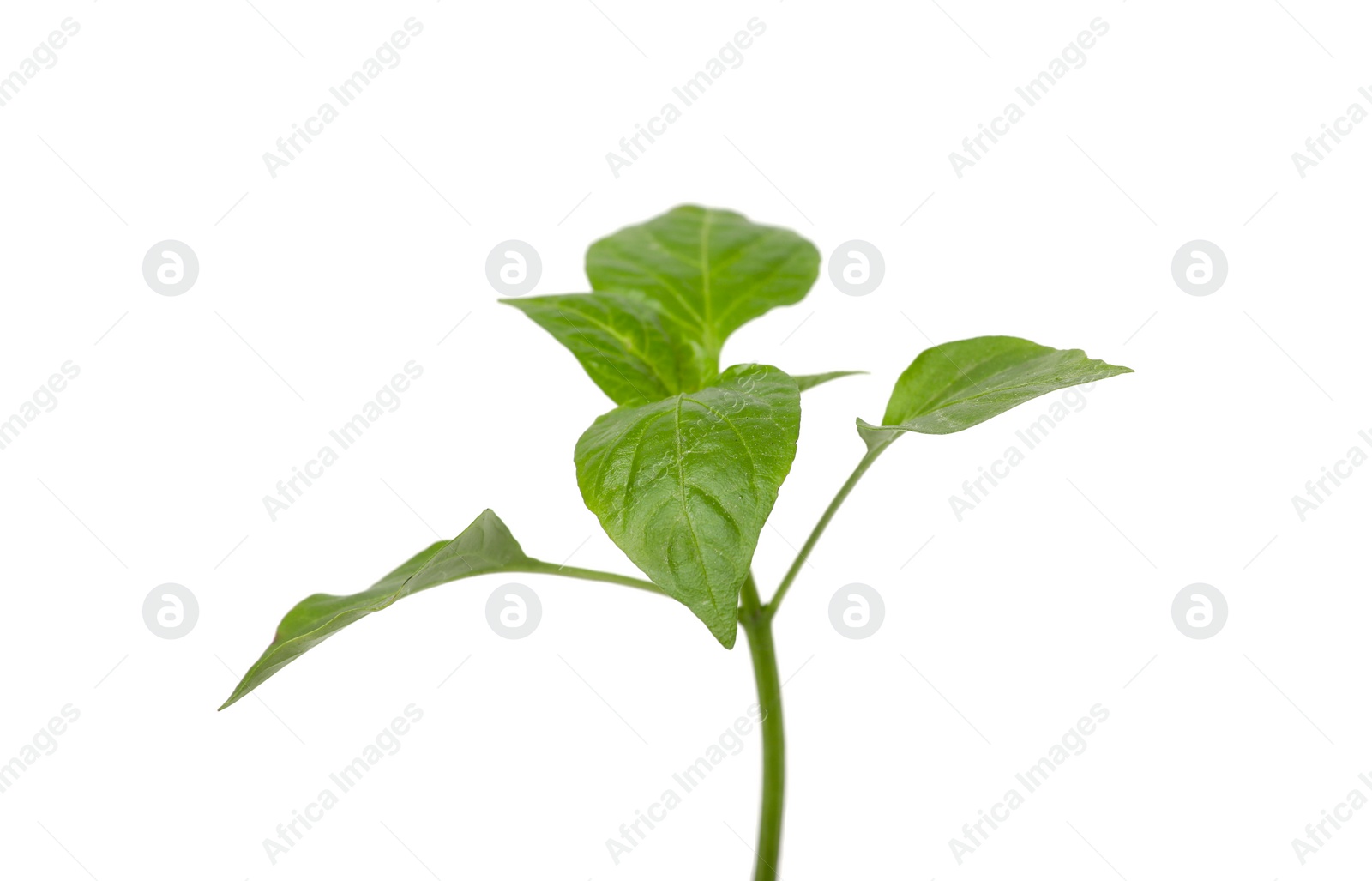 Photo of Green seedling isolated on white. Gardening season