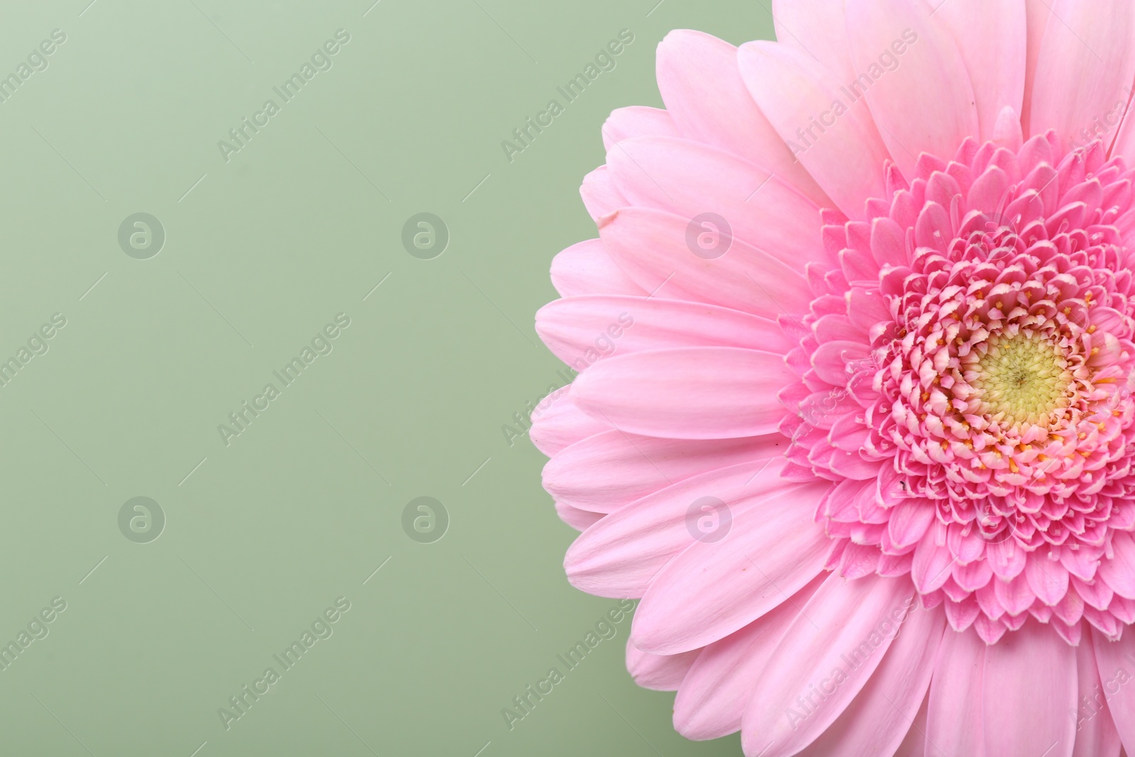 Photo of Beautiful pink gerbera flower on pale green background, top view. Space for text