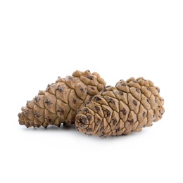 Photo of Fresh young conifer cones on white background