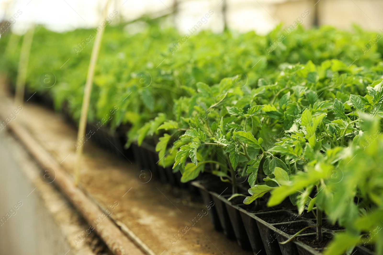 Photo of Many green tomato plants in seedling trays on table indoors, closeup