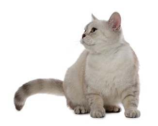 Photo of Cute British Shorthair cat on white background