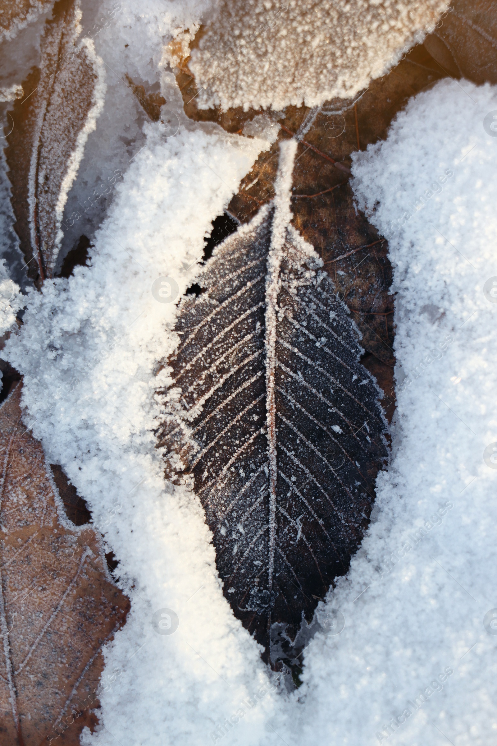 Photo of Dry leaves covered with hoarfrost outdoors on winter morning, closeup