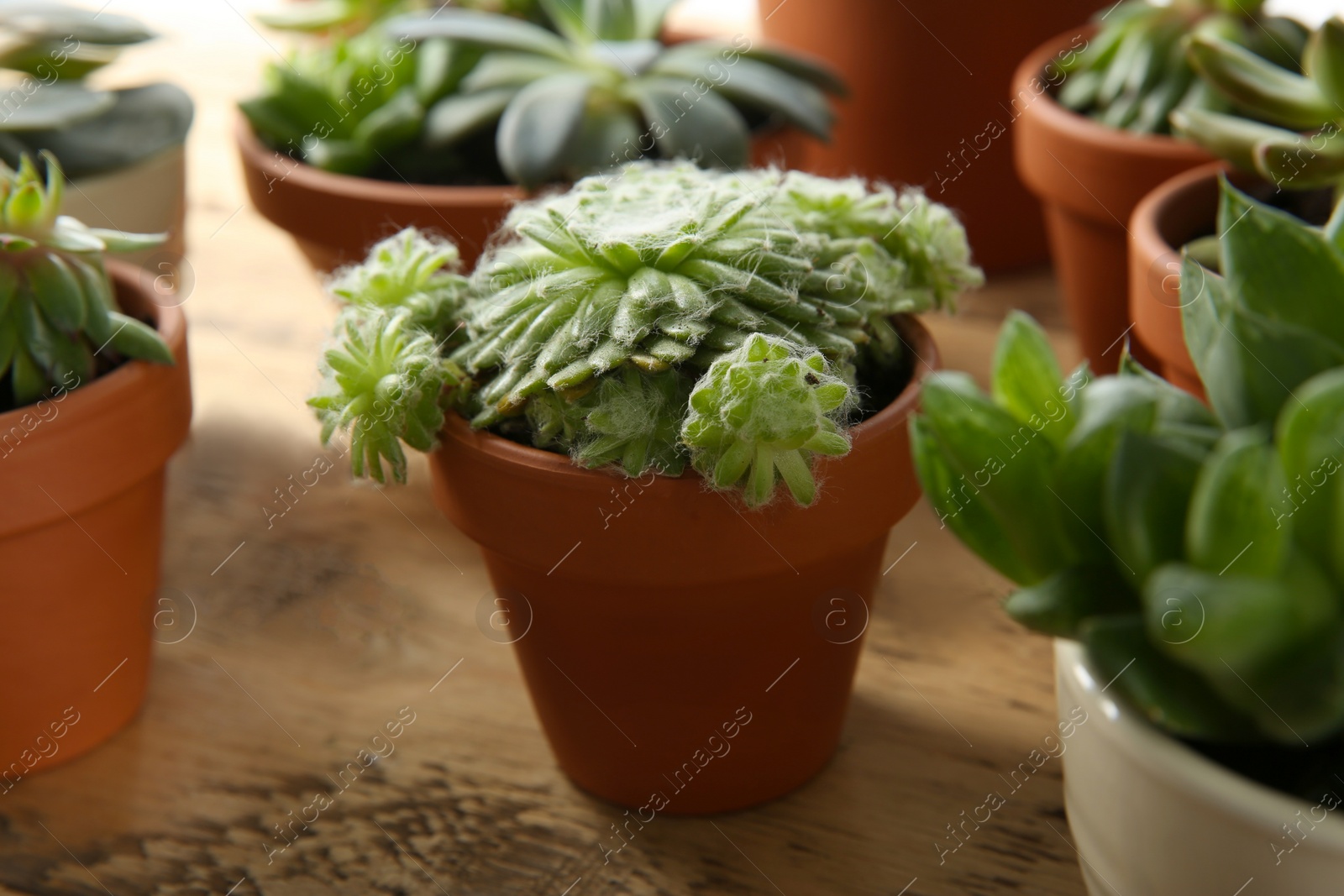 Photo of Beautiful potted echeveria on table. Succulent plant