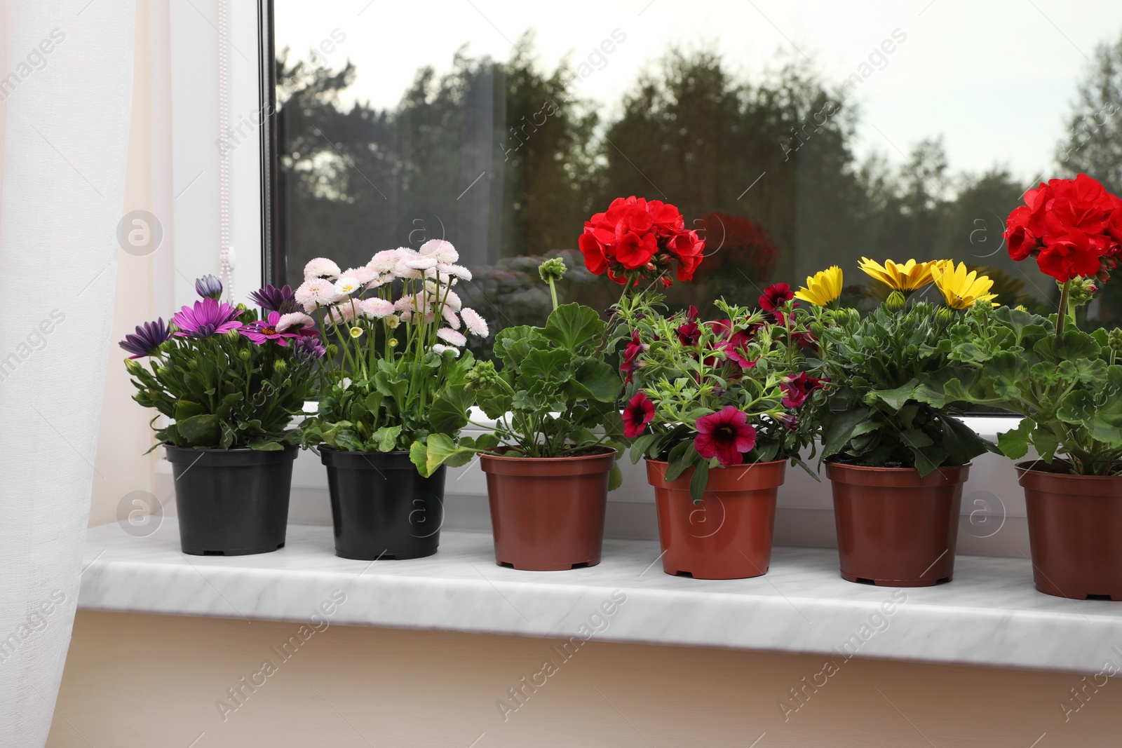 Photo of Different beautiful potted flowers on windowsill indoors