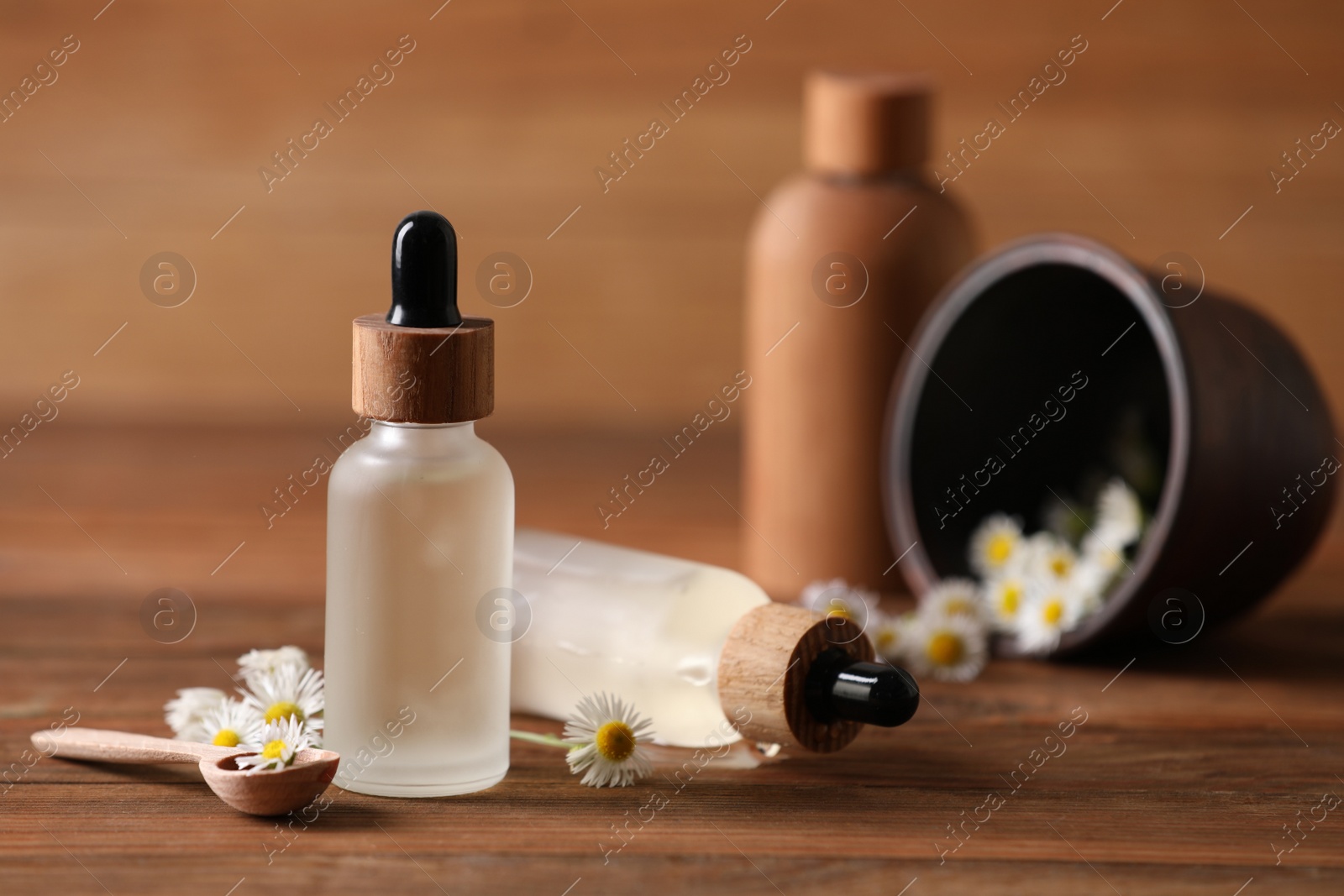 Photo of Chamomile essential oil and flowers on wooden table, space for text