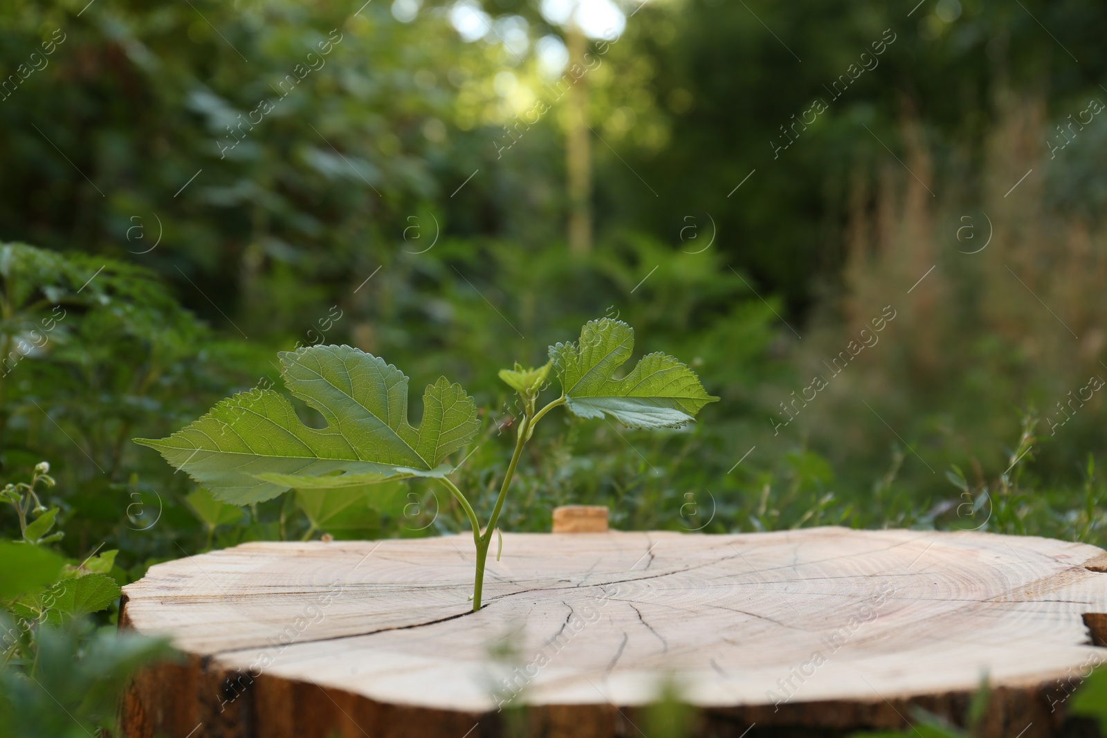 Photo of Green seedling growing out of stump outdoors. New life concept