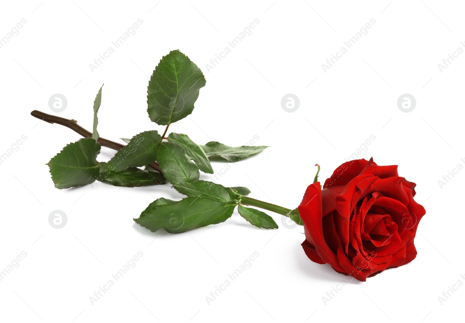 Photo of Beautiful fresh red rose isolated on white