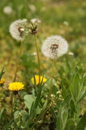Photo of Beautiful dandelion flowers with green leaves growing outdoors, closeup