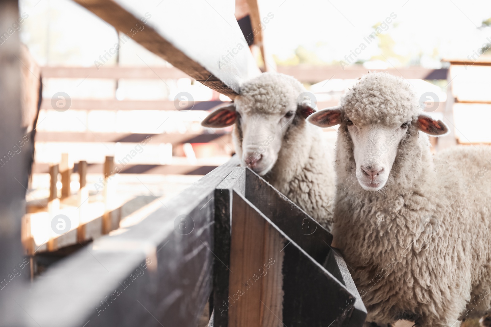 Photo of Cute funny sheep near fence on farm. Animal husbandry