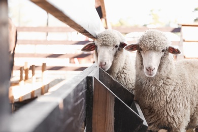 Cute funny sheep near fence on farm. Animal husbandry