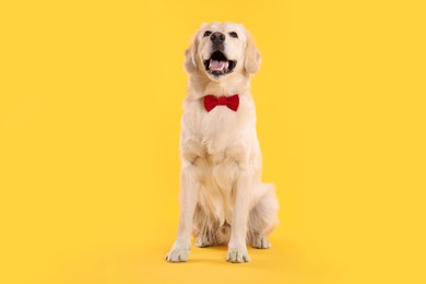 Photo of Cute Labrador Retriever with stylish bow tie on yellow background