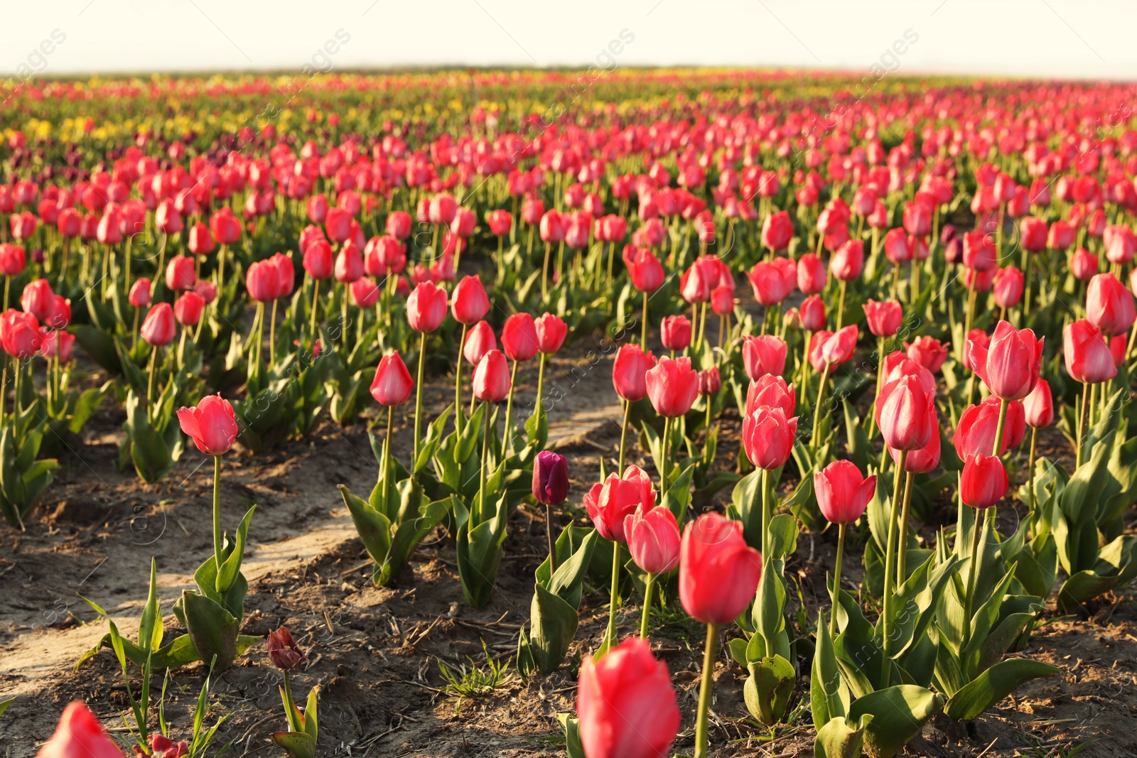 Photo of Field with fresh beautiful tulips. Blooming spring flowers