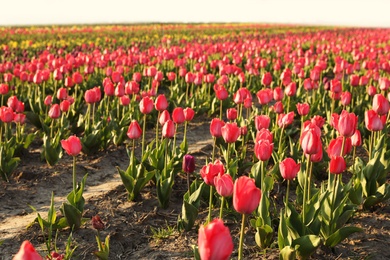 Field with fresh beautiful tulips. Blooming spring flowers