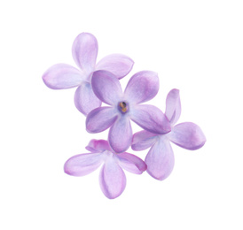 Photo of Beautiful violet lilac blossom isolated on white