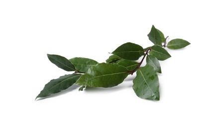Branch of fresh bay leaves on white background