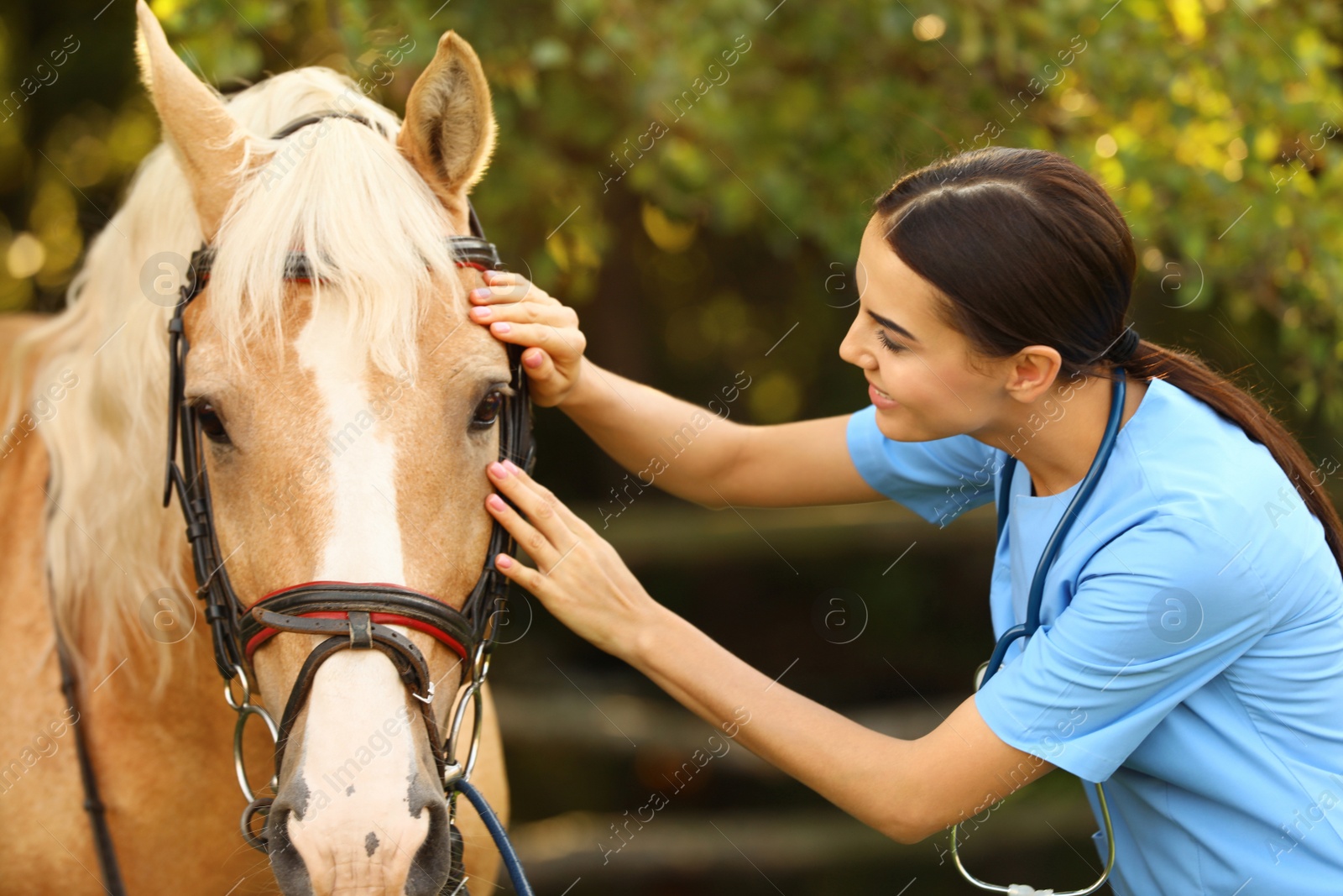 Photo of Young veterinarian examining palomino horse outdoors on sunny day