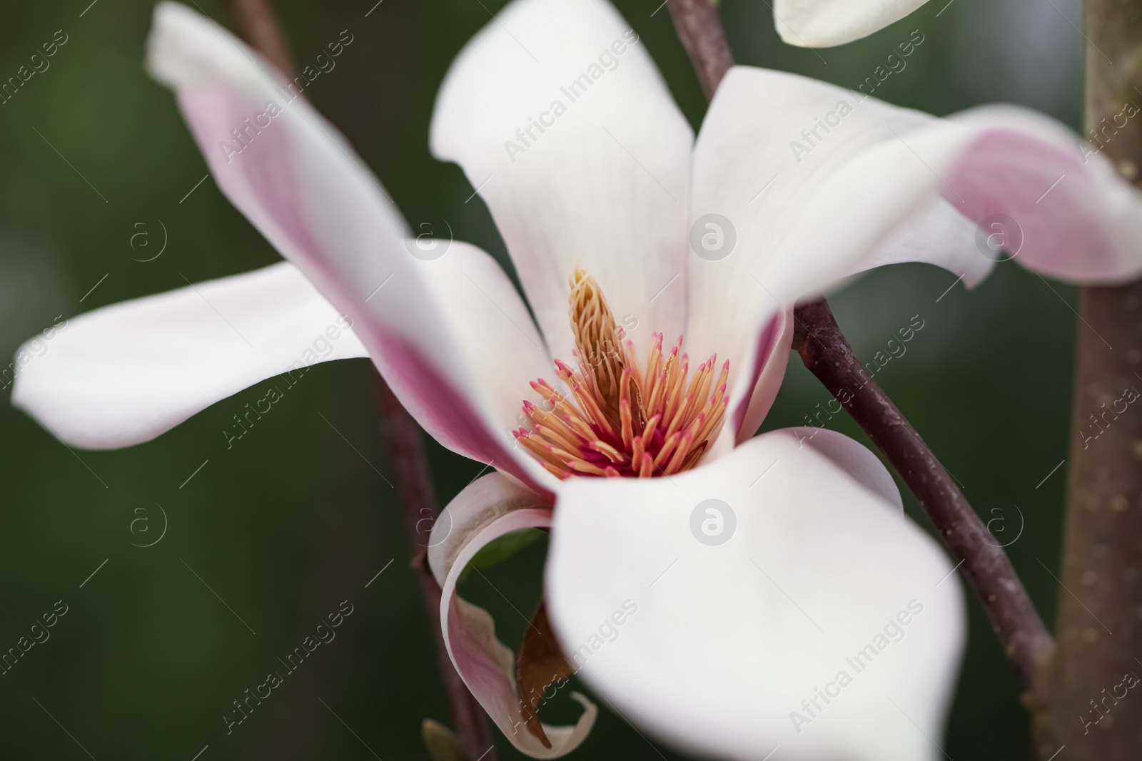 Photo of Beautiful blooming flower of magnolia tree on blurred background, closeup