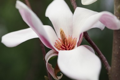 Beautiful blooming flower of magnolia tree on blurred background, closeup