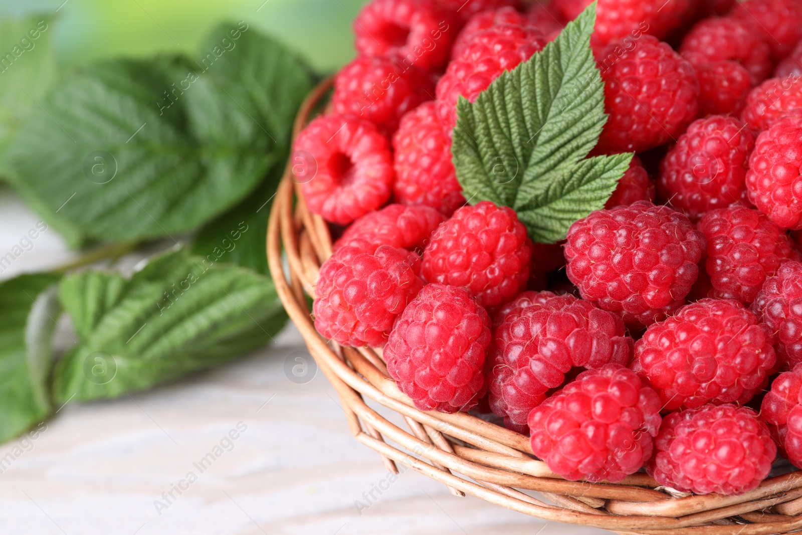 Photo of Tasty ripe raspberries and green leaves on light table, closeup