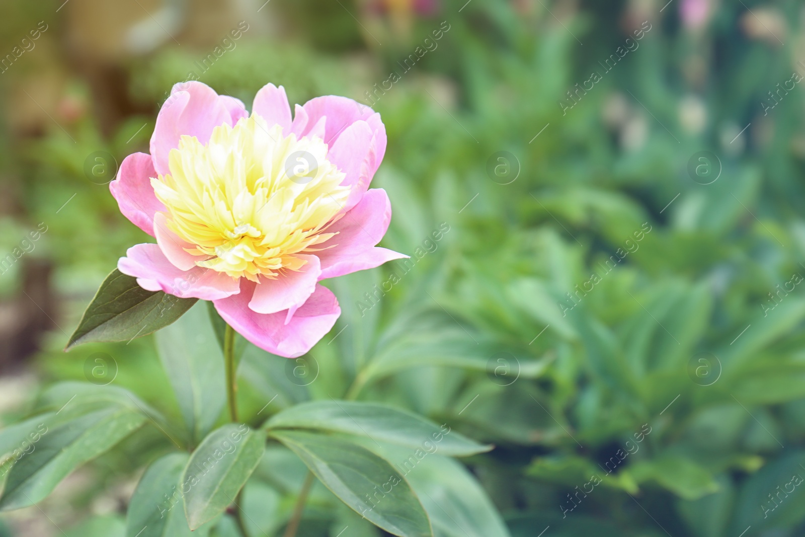 Photo of Beautiful pink peony flower in spring garden. Space for text