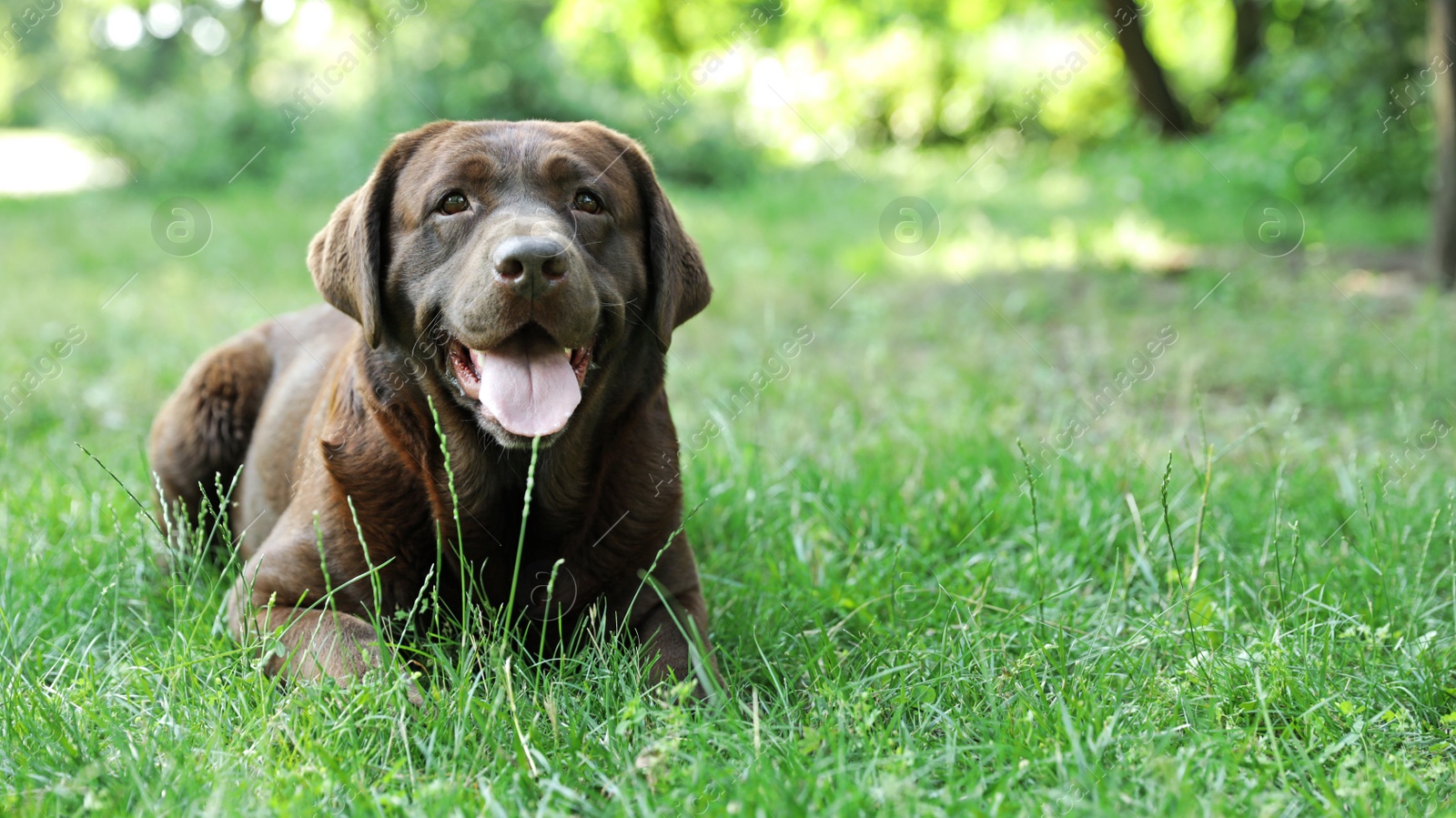 Photo of Cute Chocolate Labrador Retriever on green grass in summer park