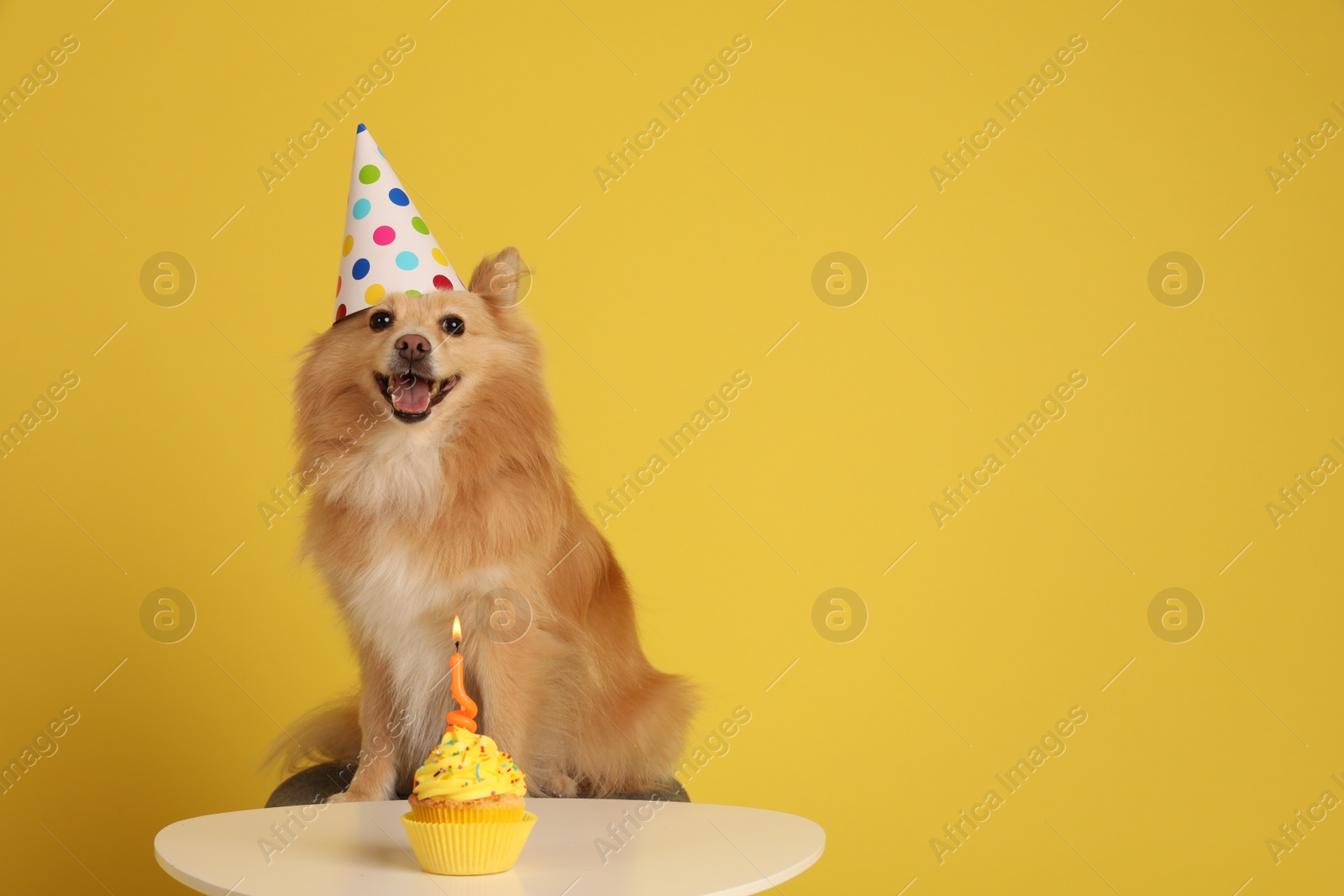 Photo of Cute dog wearing party hat at table with delicious birthday cupcake on yellow background. Space for text