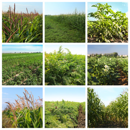 Image of Collage with photos of fields on sunny day. Agriculture