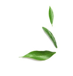 Photo of Composition with fresh green tangerine leaves and space for text on white background, top view