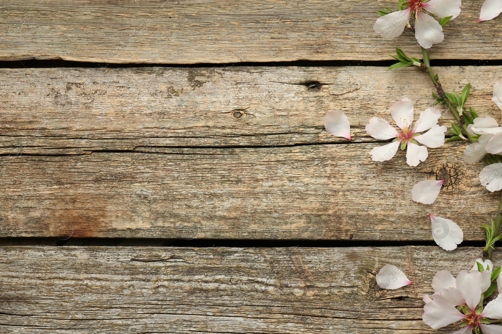 Photo of Spring season. Beautiful blossoming tree branch and flower petals on wooden table, flat lay. Space for text