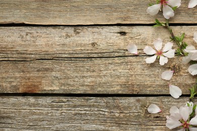 Spring season. Beautiful blossoming tree branch and flower petals on wooden table, flat lay. Space for text