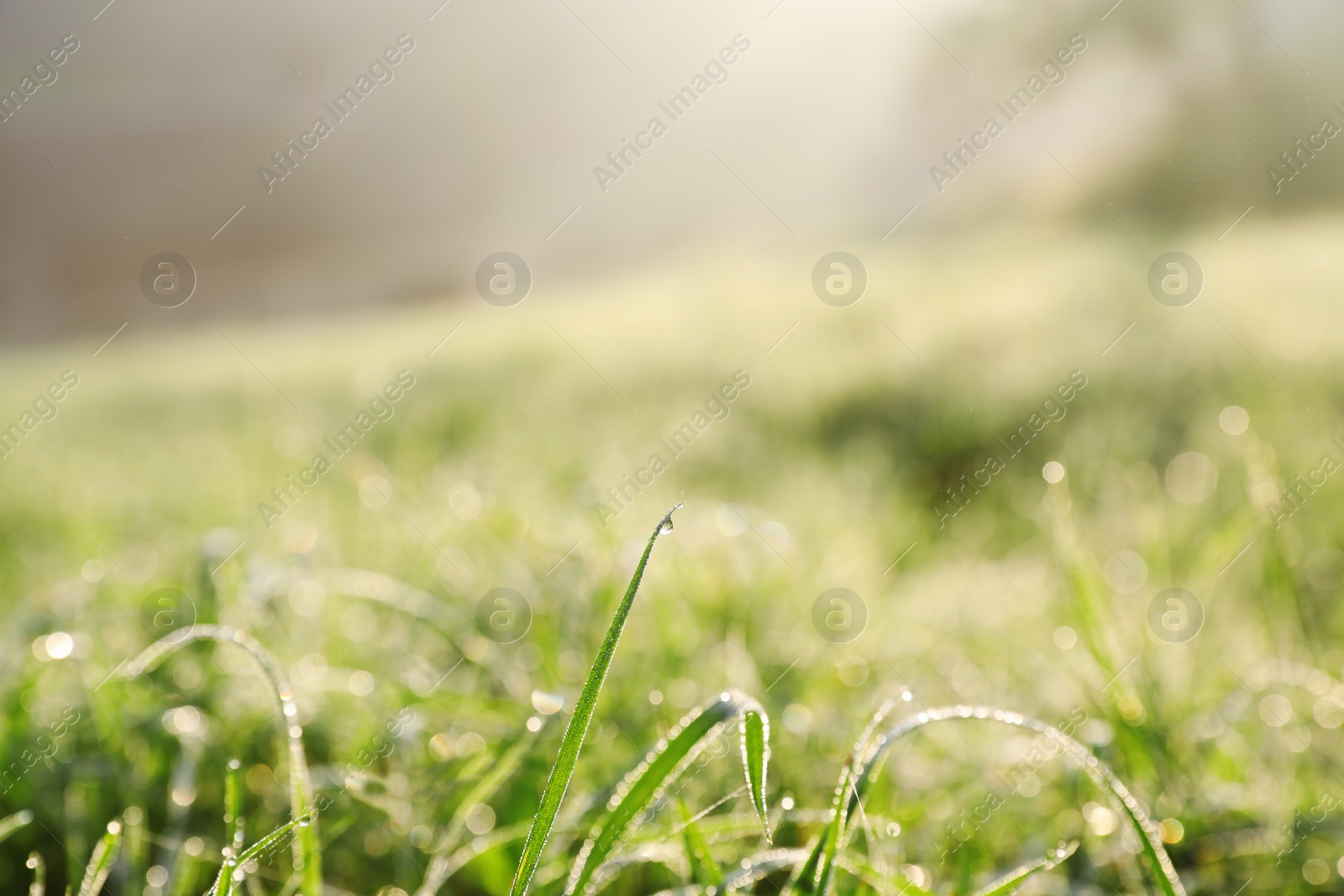 Photo of Dewy green grass on wild meadow, closeup view