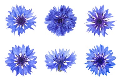 Image of Set with beautiful blue cornflowers on white background 