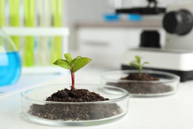 Photo of Petri dish with soil and sprouted plant on white table, space for text. Biological chemistry