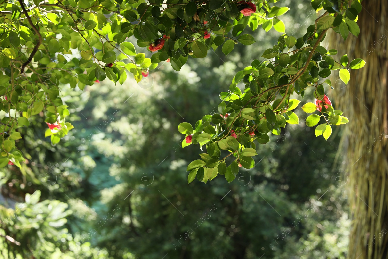 Photo of Beautiful green tree with blooming flowers outdoors