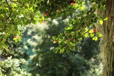 Photo of Beautiful green tree with blooming flowers outdoors