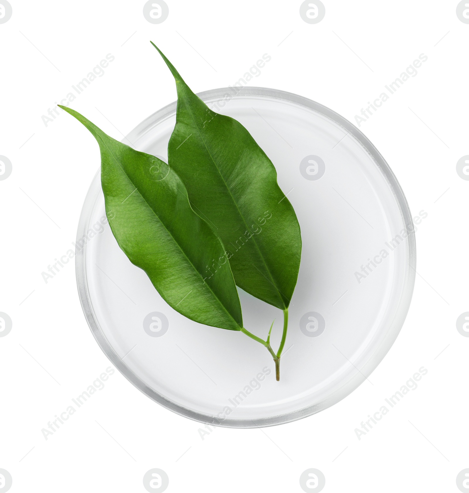 Photo of Petri dish with green leaves isolated on white, top view
