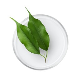 Photo of Petri dish with green leaves isolated on white, top view