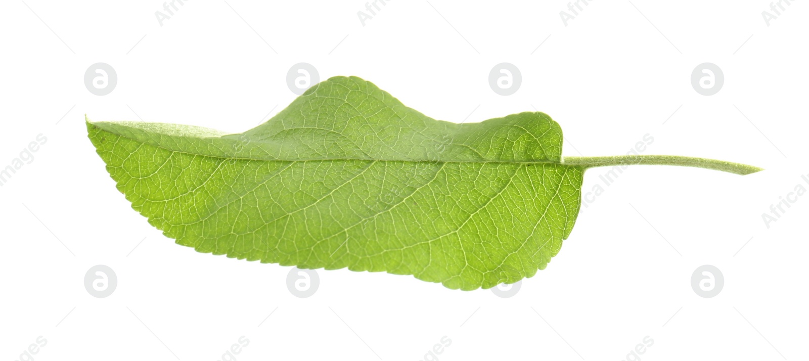 Photo of Green leaf of apple tree isolated on white