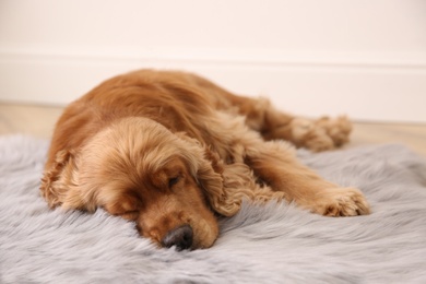 Photo of Cute Cocker Spaniel dog lying on warm floor indoors. Heating system