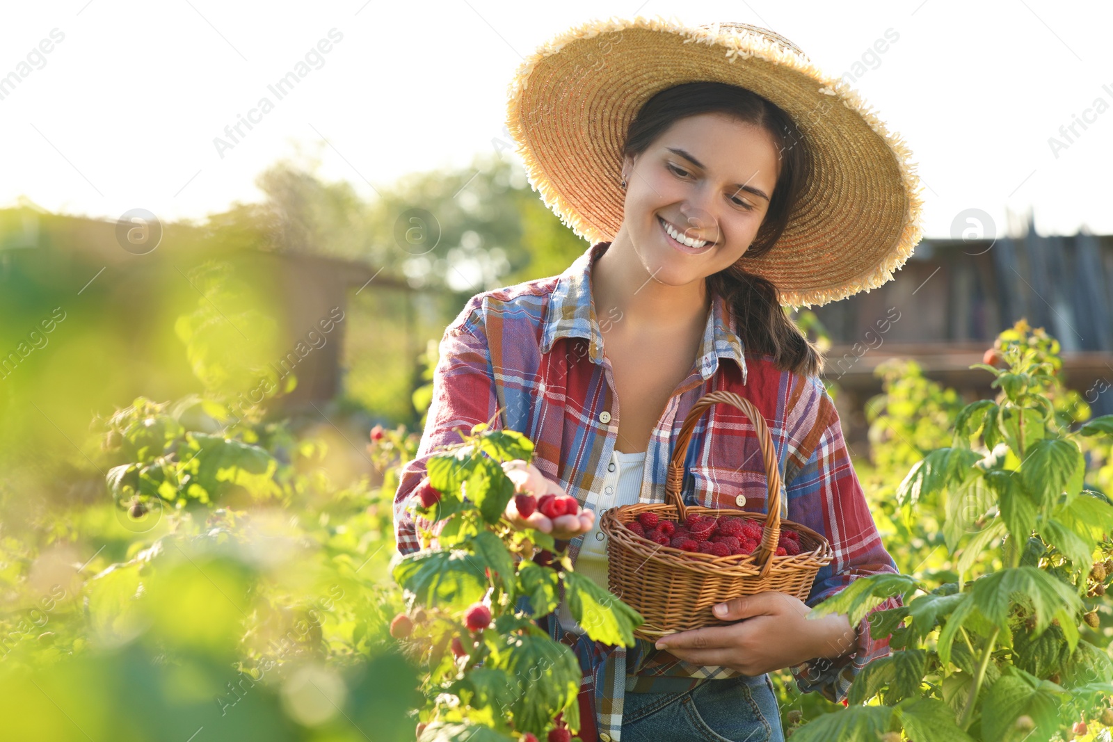 Photo of Happy woman with wicker basket picking ripe raspberries from bush outdoors