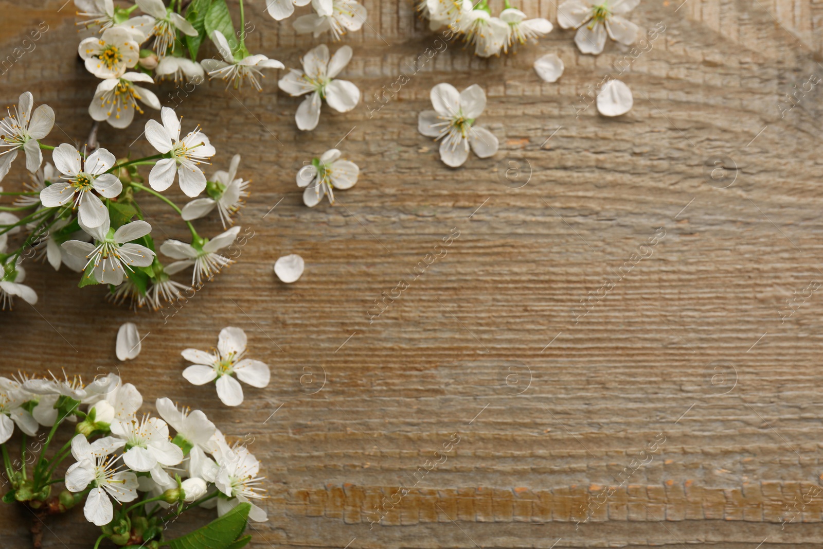 Photo of Spring branches with beautiful blossoms and petals on wooden table, top view. Space for text