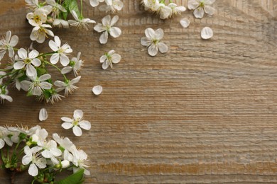 Photo of Spring branches with beautiful blossoms and petals on wooden table, top view. Space for text