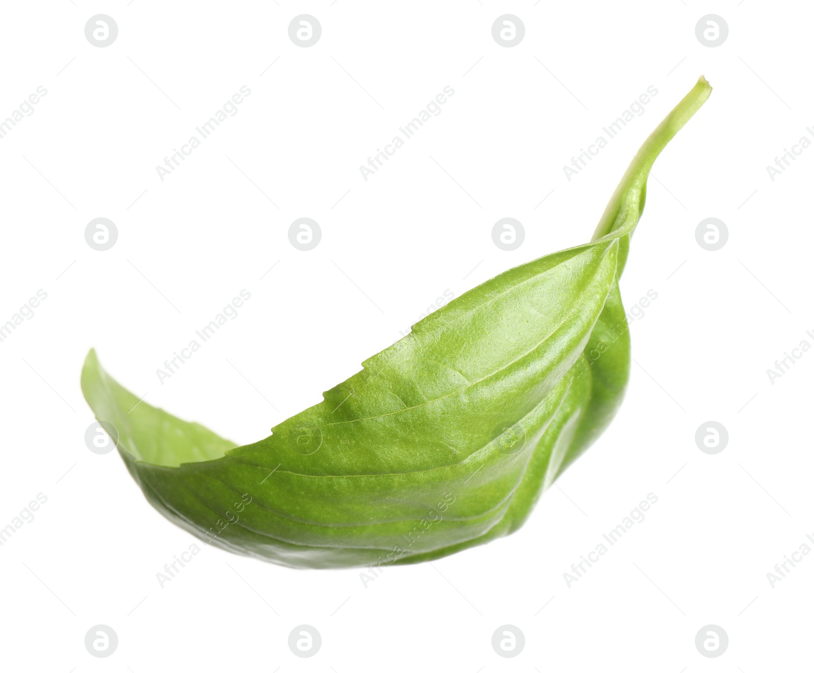 Photo of Fresh green basil leaf isolated on white