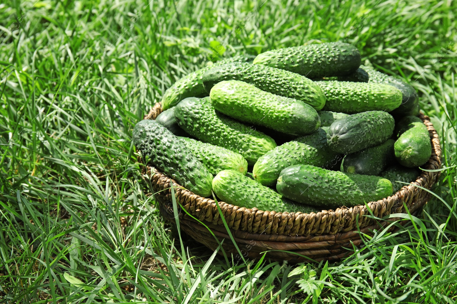 Photo of Wicker basket with ripe fresh cucumbers on green grass