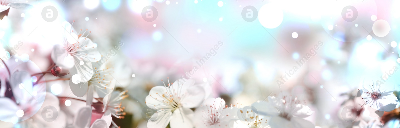 Image of Beautiful cherry tree with tender flowers. Amazing spring blossom