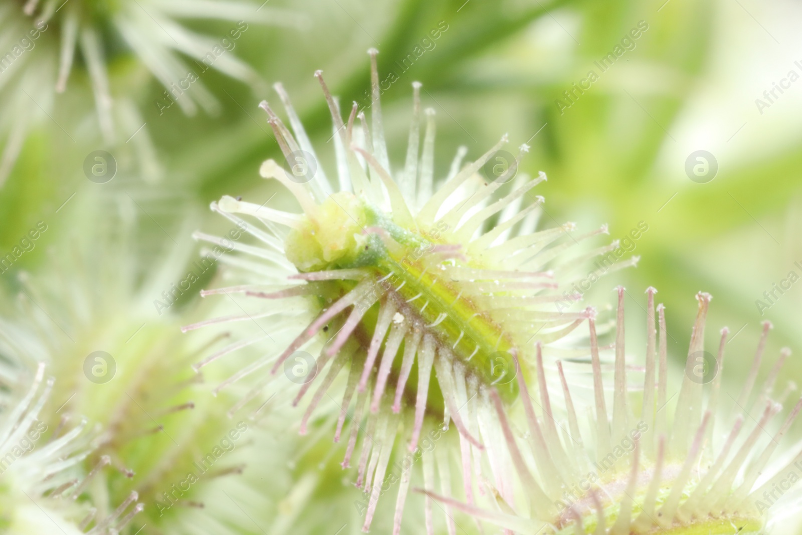 Photo of Macro photo of beautiful Astrodaucus plant on blurred background