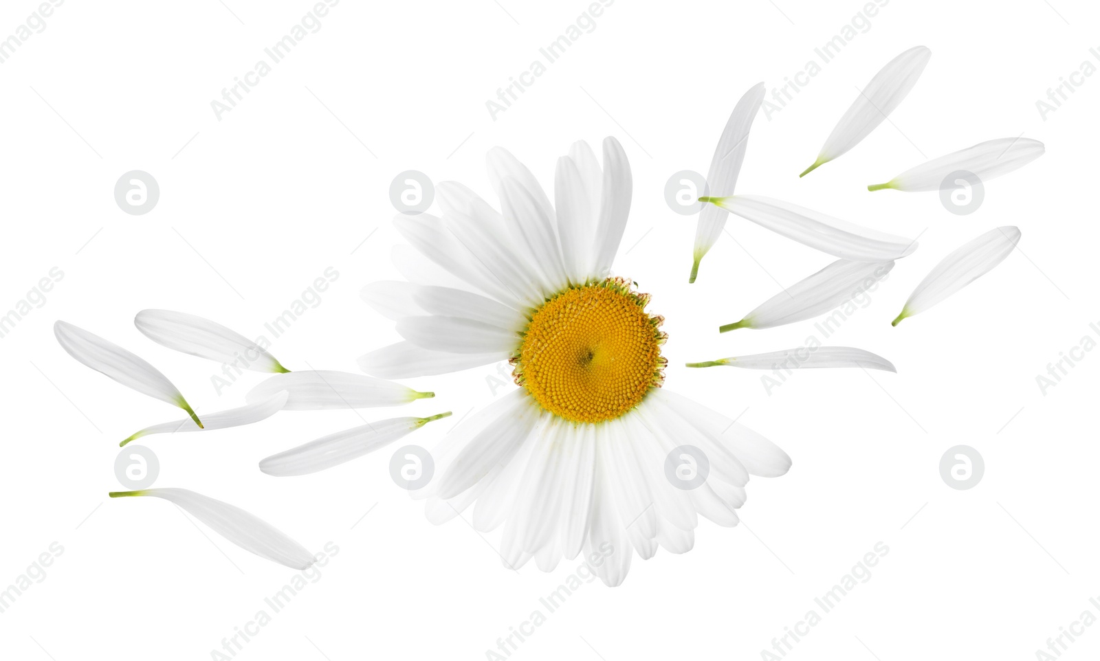 Image of Chamomile flower with flying petals on white background